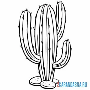 Раскраска большой дикий кактус