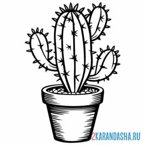 Раскраска колючий кактус в горшке