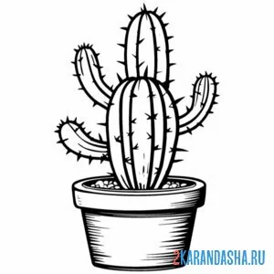 Раскраска кактус колючий домашний