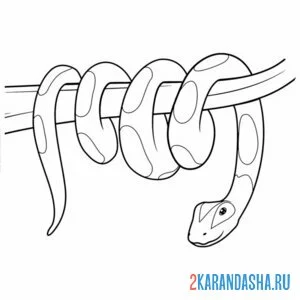 Раскраска змея на 2025 год