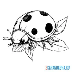 Раскраска божья коровка фото настоящая