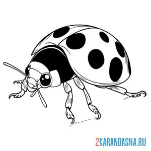Раскраска божья коровка фото