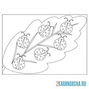 Раскраска божьи коровки на листе