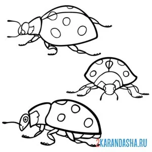 Раскраска божья коровка три