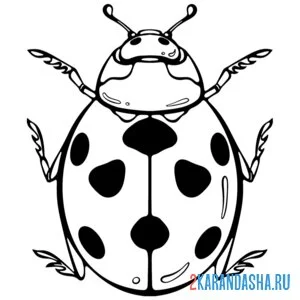 Раскраска божья коровка вид сверху