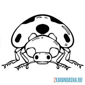 Раскраска божья коровка вид спереди