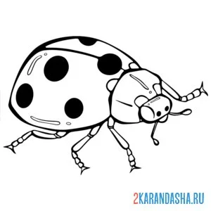 Раскраска божья коровка вид сбоку