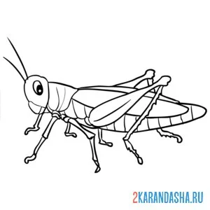 Раскраска кузнечик настоящий