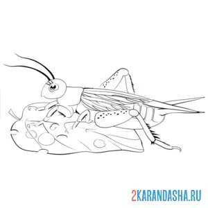 Раскраска кузнечик на листочке