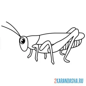 Раскраска кузнечик большой