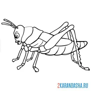 Раскраска кузнечик настоящий фото