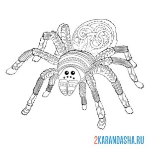 Раскраска насекомый паук антистресс