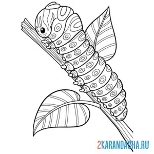 Раскраска гусеница настоящая насекомые