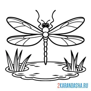 Раскраска стрекоза насекомое