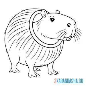 Раскраска бурбалони лулиоли итальянские