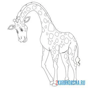 Раскраска жираф с длинной шеей