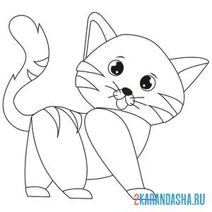 Раскраска короткошерстный кот