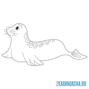 Раскраска морской котик греется