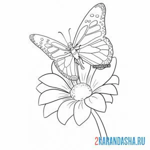 Раскраска бабочка на ромашке