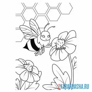 Раскраска пчелка собирает нектар с ромашки