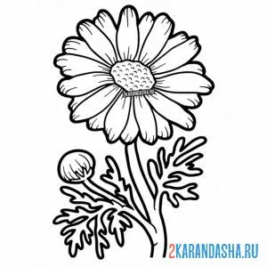 Раскраска ромашка на поляне