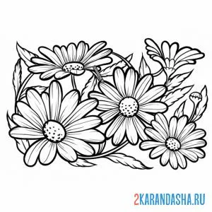 Раскраска много ромашек вместе