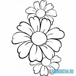 Раскраска ромашки крупные
