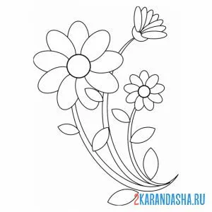 Раскраска ромашка распустилась