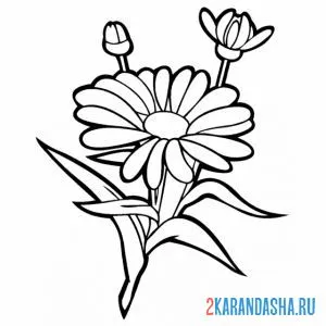 Раскраска ромашка садовая