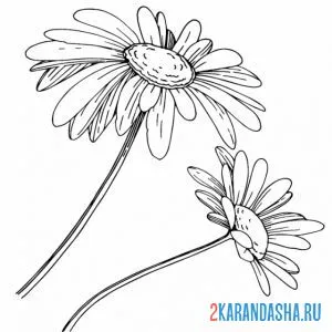 Раскраска две ромашки