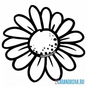 Раскраска большая ромашка