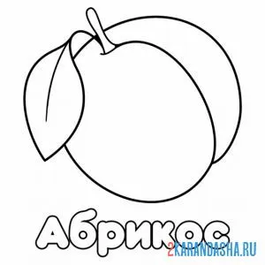Раскраска абрикос с листочком