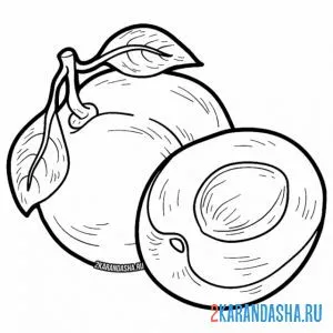 Раскраска абрикос и половинка