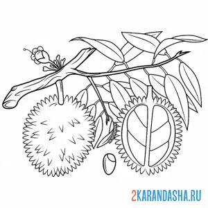 Раскраска дуриан на ветке
