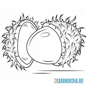 Раскраска рамбутан