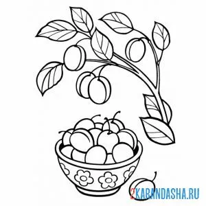 Раскраска слива на ветке