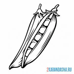 Раскраска горошек (горох)
