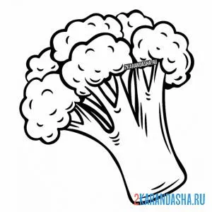 Раскраска брокколи есть нужно