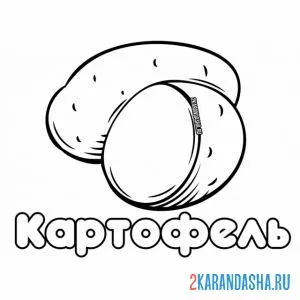 Раскраска картофель в разрезе
