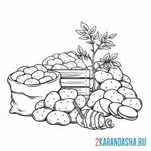Раскраска много картофеля