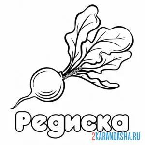 редиска местная