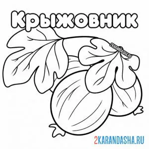 Раскраска крыжовник садовый