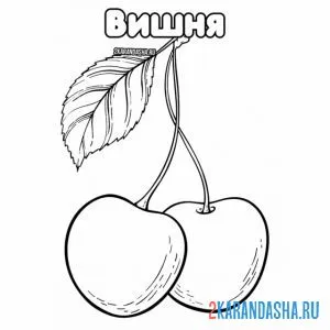 Раскраска вишня с листочком