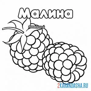 Раскраска малина ягода