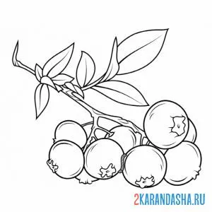 Раскраска голубика ягода