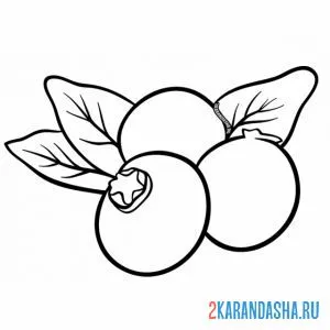 Раскраска ягода голубика