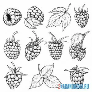 Раскраска малина много ягод