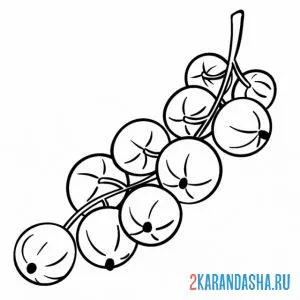 Раскраска смородина красная