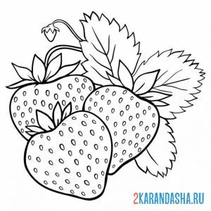 Раскраска клубника садовая