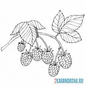 Раскраска малина на веточке